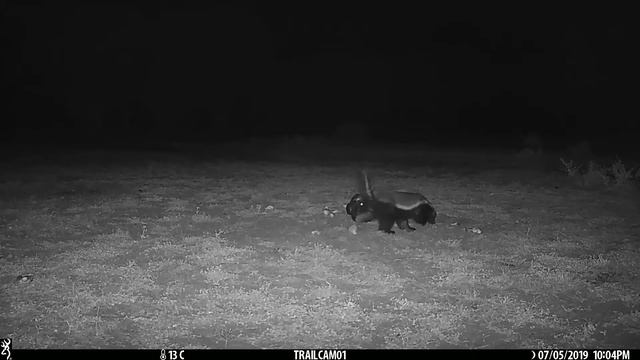 The honey badger (Mellivora capensis) - One of our favorite animals ! смотреть онлайн