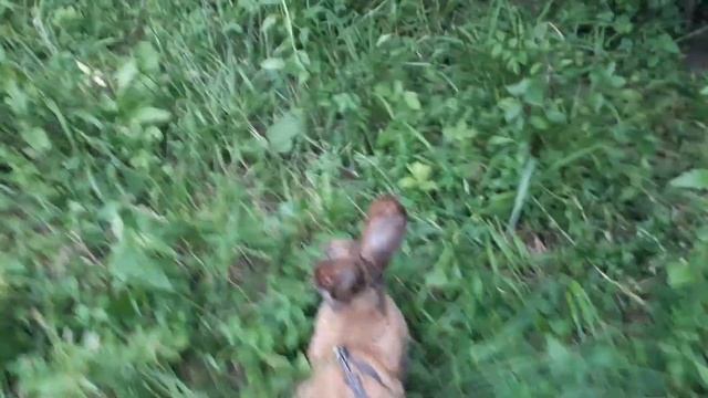 Выгуливаю кролика смотреть онлайн