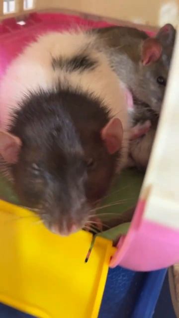 Сладких снов. #animal #животные #rat #крыса #крысы #крысята #крысенок смотреть онлайн