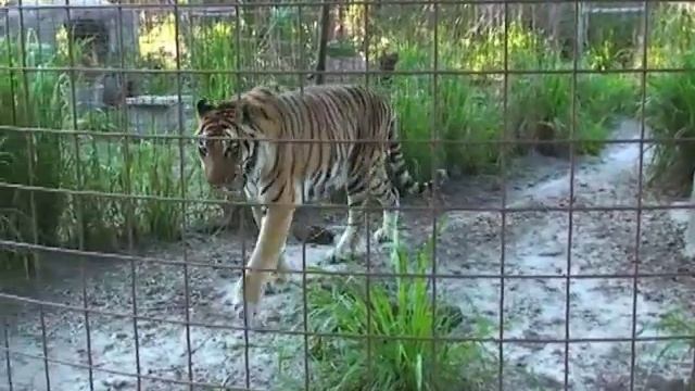 Buffy the retired CIRCUS TIGER DIES :( смотреть онлайн
