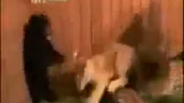 мишка в шоке смотреть онлайн