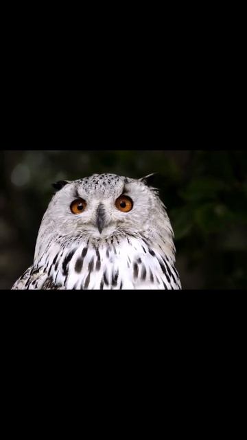 Most Beautiful White Owl Amazing Animal Video | Amazing Owl Eyes | 2021 #Shorts смотреть онлайн