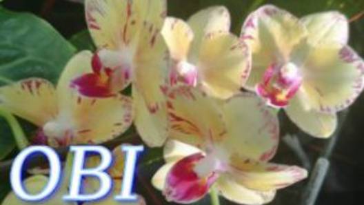 №1011/ МНОГО свежих ОРХИДЕЙ в OBI смотреть онлайн