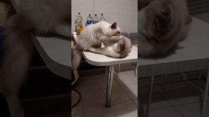 АМАДЕЛЯ АМАДЕЛЯ TRAP DE AMARELLA