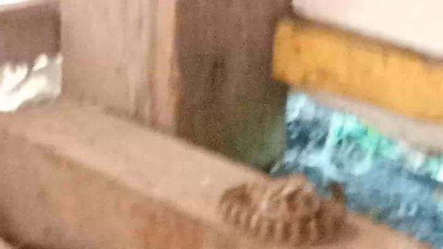 Змея заползла в дом. Все обрадовались. Радость в дом смотреть онлайн