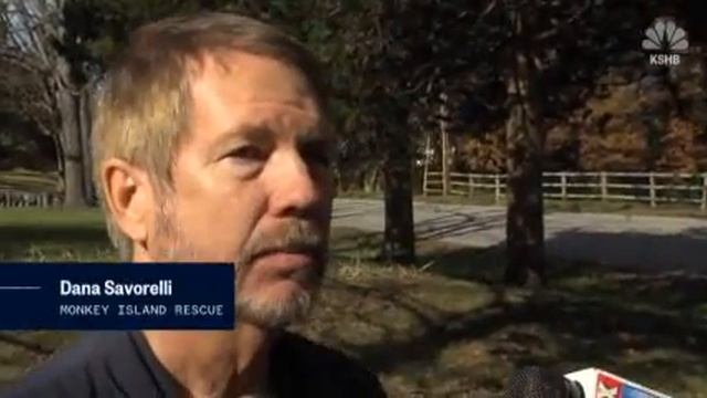 Huge Alligator Removed From Missouri Home смотреть онлайн