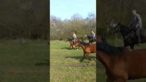 Адыгэш ( Кабардинская порода лошадей )