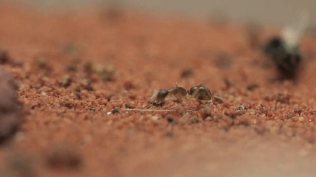 SIMULATING AN ANT COLONY FOR 150 DAYS! | SUGAR ANTS смотреть онлайн