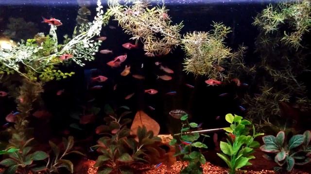 Amapa Tetra