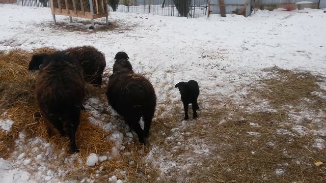Наши овцы. декабрь 2017г. смотреть онлайн
