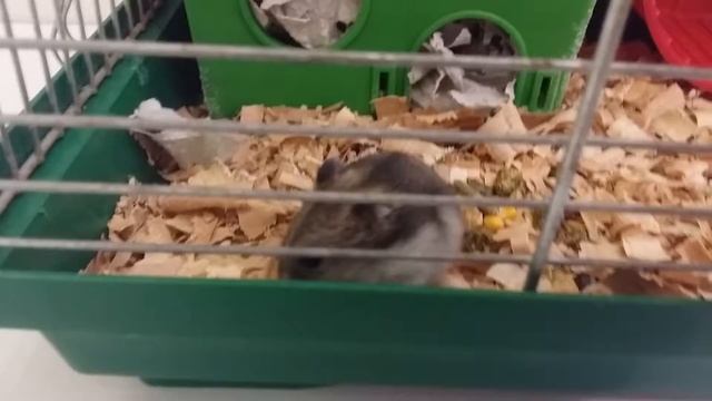 Знакомство с моим хомячком. смотреть онлайн