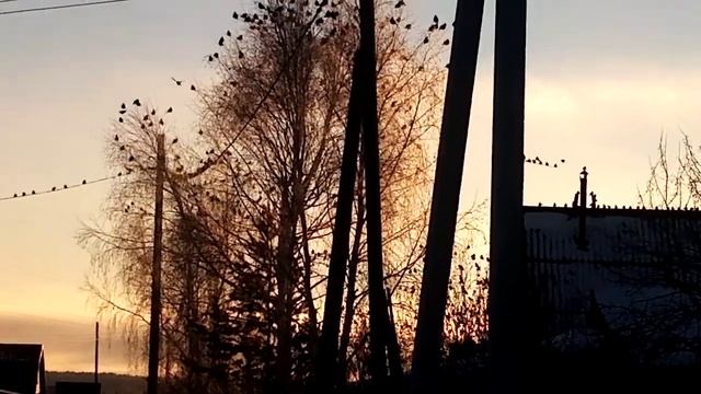 сколько их ) смотреть онлайн