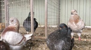 Голуби кинги KING PIGEONS 2020