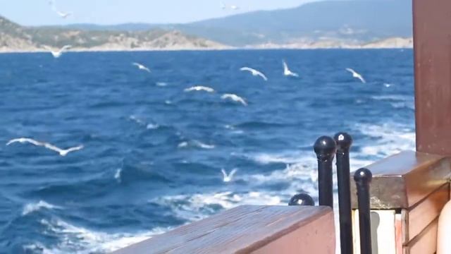 Чайки в морето смотреть онлайн