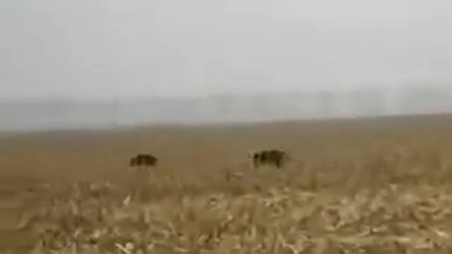 Охота на кабана на кукурузе 1 смотреть онлайн