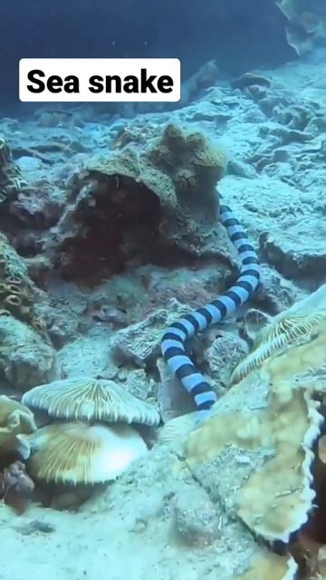 Top most Dangerous snake in the Ocean #shorts #animals #seasnake #snakes #ocean смотреть онлайн