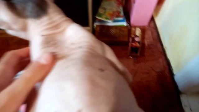 🐀 Кузя гуляет, 😼Пушок наблюдает (13-й день) смотреть онлайн
