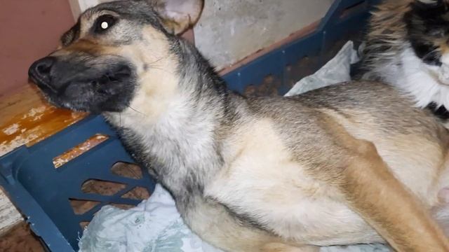 Собака Умка🐕 и старенькая кошка Марта Памяти киси Марточки смотреть онлайн