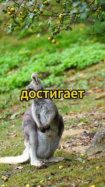 5 ИНТЕРЕСНЫХ ФАКТОВ О КЕНГУРУ | #shorts #кенгуру смотреть онлайн