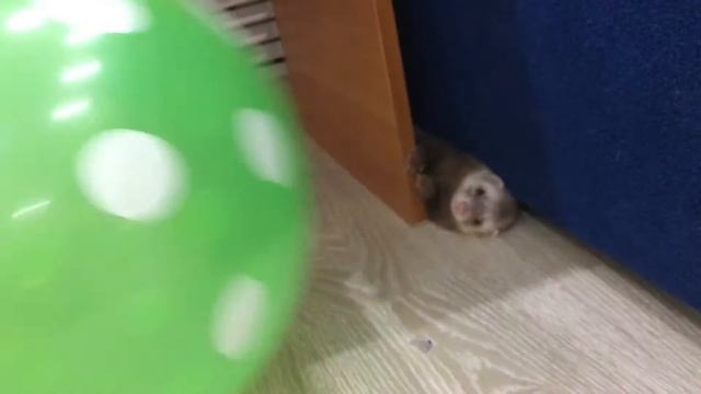 Челлендж Хорек против мальчика, кто больше лопнет шаров!!!))) смотреть онлайн