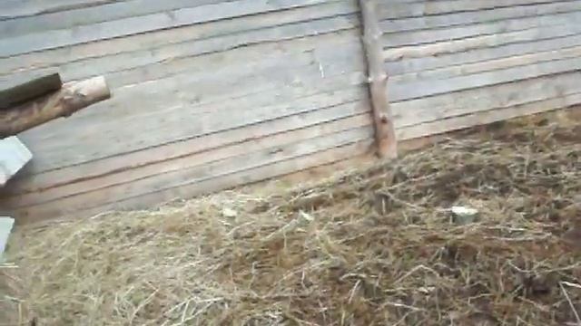 Про козлика по имени Царь и других. смотреть онлайн
