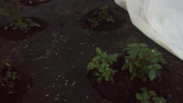 Розы под укрытиями пошли в рост. Подмосковье. 31 января 2025 г. смотреть онлайн