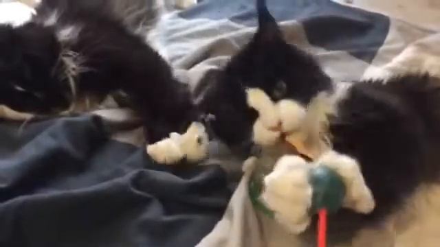 Играть с котом по имени Балу! смотреть онлайн