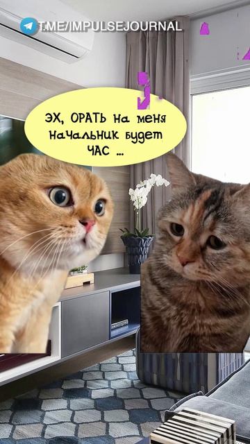 Начальник #мыкотики #вмем #разговор #анекдот #шутки #животные #юмор #кошки #смешное #мемы #скетчи смотреть онлайн