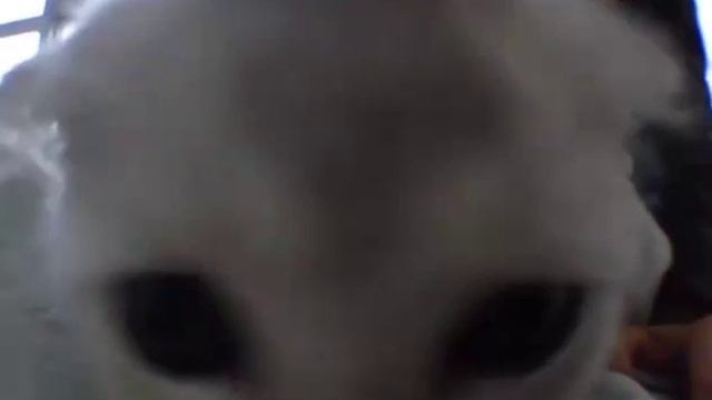 Котенок смотреть онлайн