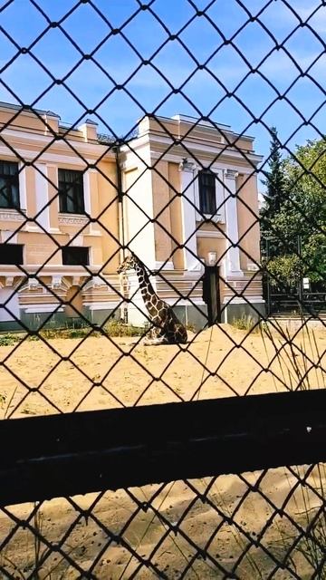 Жираф🦒😁😊 #огурецВасилий #shorts смотреть онлайн