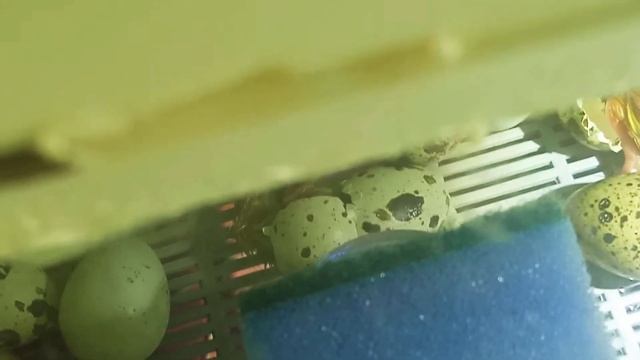 *•̩̩͙✩•̩̩͙*˚ Перепëлочки　˚*•̩̩͙✩•̩̩͙*˚ смотреть онлайн