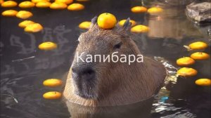 Песня капибара