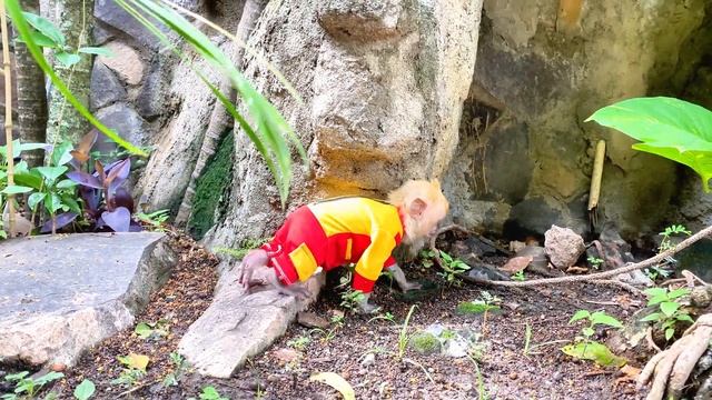 How Cute! Baby Monkey Dino Patiently Accompanied Newborn Baby Monkey Omega Who Had A Fever