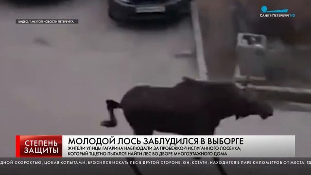 МОЛОДОЙ ЛОСЬ ЗАБЛУДИЛСЯ В ВЫБОРГЕ смотреть онлайн