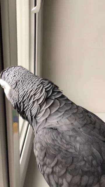 Жако Мидж: «Шейку почеши, шеечку…» 😊 #жако #попугай #говорящийпопугай #africangrey #parrot смотреть онлайн