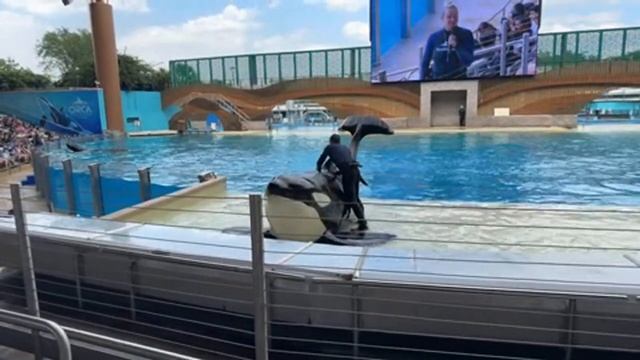 Касатки. Представление в SeaWorld Орландо