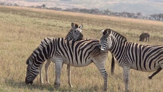 Zebra Mating / Zebras Cruzando Enlouquecidamente