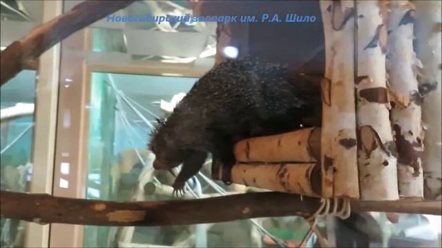 Дикобразы 25.03.2022 смотреть онлайн