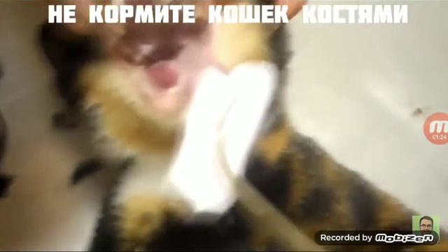 Куки умер?Или нет? Тут показано