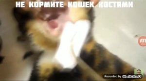 Куки умер?Или нет? Тут показано