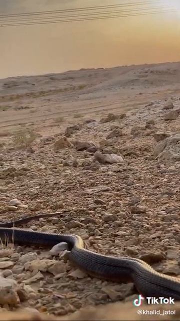 Snake in desert 😱😱😱😱😱😱😱 смотреть онлайн