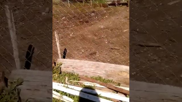 Ловим бабочек. смотреть онлайн