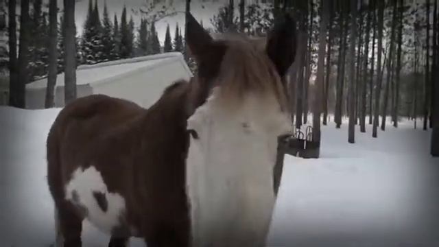 "Invisible" a girl and her horses смотреть онлайн