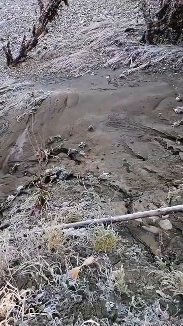 Утренняя изморозь, почва мерзлая, можно погулять по лесу, позже будет грязь непроходимая #sorts смотреть онлайн