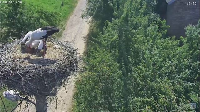 Найтриваліший сніданок бузьків у Тязеві // Гніздо бузьків, с. Тязів 04.08.2017 смотреть онлайн