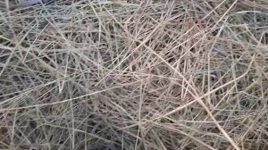 удачная охота на крыс с мр 512 , охота на вредителей.