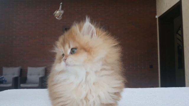 Golden long haire britidh boy смотреть онлайн