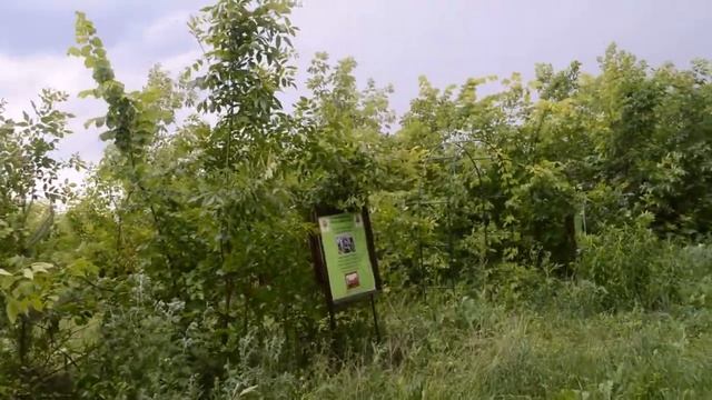 Гроза в Родовом Поместье. смотреть онлайн