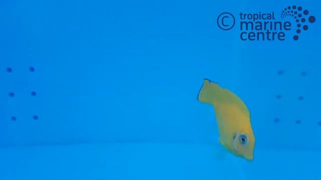 Mimic Tang - Lemon Peel Melanesia, Acanthurus pyroferus смотреть онлайн