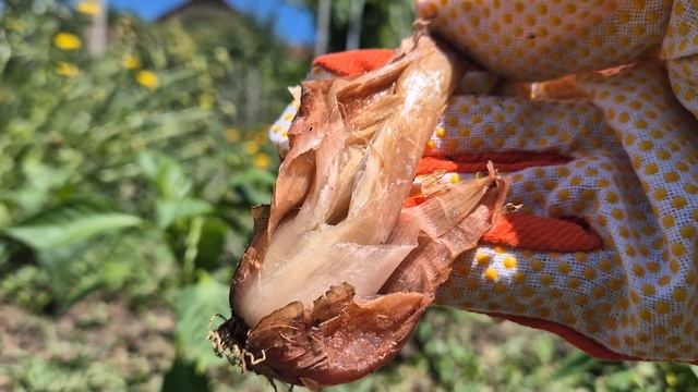 Putregaiul alb al cepei si usturoiului смотреть онлайн